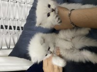 Scottish Fold 2 Dişi 1 Erkek