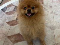 Pomeranian Boo Köpeğimize Dişi Arıyoruz