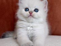 Harika kalite golden point british longhair kedimiz