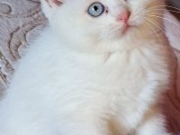 Sevimli avcı kedimiz casper