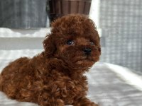 Kore Tea Cup Poodle