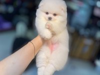 Pomeranian Boo Bebeklerimiz