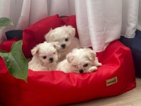 Sağlıklı ve sevecen maltese yavrumuz