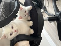 Dünya Tatlısı Beyaz British Shorthair (Teslime Hazır)