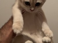 Şecereli babadan orj british shorthair