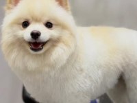 Eğitimli Ve Karakteri Oturmuş 8 Aylık Pomeranian