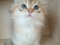 Ev Ortamında Büyümüş British Longhair