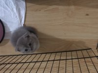 Uyguna Sahiplendirme Kedimiz