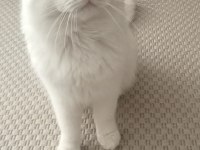 Mavi Gözlü British Shorthair Pamuğumuz