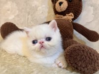 İddia Ediyorum Böyle Güzel İran Kedisi Yok