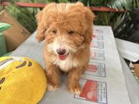 90 günlük yavru maltipoo