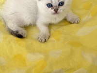 Safkan Scottish Fold Silver Point Ns1133 Mavi Göz