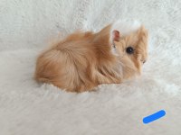 Yavru Guinea Pig