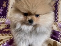 Teacup Pomeranian Boo Kızımız