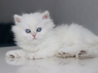 Full Şecereli Teslime Hazır Dişi British Longhair