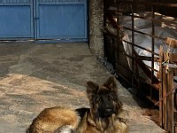 Scr Belgeli Show Line Alman Kurdu