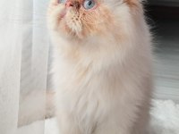 Safkan İran Kedisi Red Point 8 Aylık Erkek