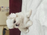 2 Aylık Pekingese Yavrular