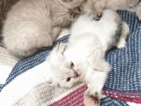 Yalovada çok güzel cins kediler