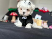 Maltese Yavrular