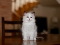 Asil Ragdoll