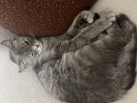 Dişi British Kedimiz Gri