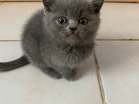 Her Renk Scottish Yavrular