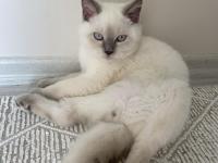 4 aylık british shorthair bluepoint