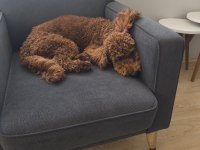 Köpeğimize sevgi ve ilgi verecek sahipler arıyoruz