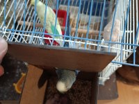 Yerli Ve Rainbow Muhabbet Kuşu Yavrular Ve Anaçlar