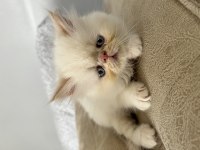 İran Persian Dişi-Erkek Kediler