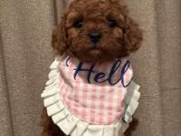 Toy poodle dişi ev ortamından