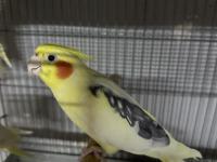 Erkek Sultan Papağanları