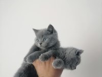 British Shorthair Bebek Kediler