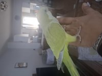 Mutasyon monk papağanı