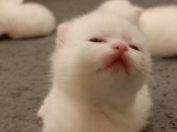 Scottish Fold Ve Straight