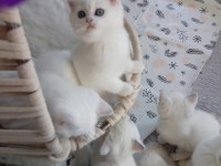 A kalite british shorthair arayanlara