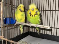 Jumbo muhabbet kuşları çiftler