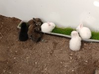 Her Renk Hollanda Lop Tavşanları