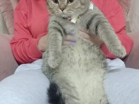 Ücretsiz kedimiz, iyi bakılmak şartı ile kalıcı yuva arıyorum