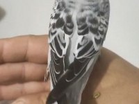 Konuşan Çift Veya Tek Muhabbet Kuşu