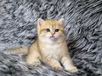 Organik British Güzellikler