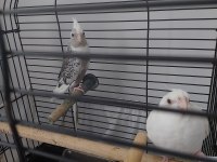 Yavru ve damızlık sultan papağanlar