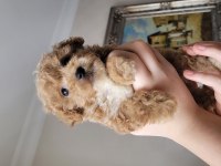 Sahibinden 2.5 Aylık Dişi Maltipoo