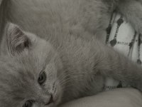 British Shorthair Lilac