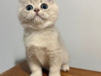 Blue golden british shorthair çok hareketli ve insan canlısı