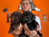 Sadakat ve sevgi dolu labrador yavruları sizleri bekliyor