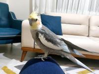 Konuşan sultan papağanımız