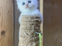 British Longhair Golden Point Dişi