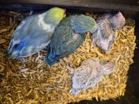 El besleme forpus yavruları